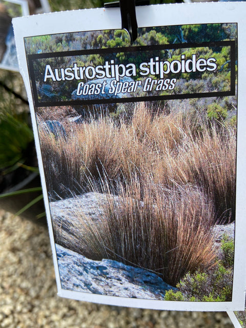 Austrostipa stipoides TUBE