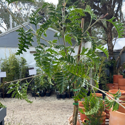 Grevillea Bipinatifida 'standard' 300mm