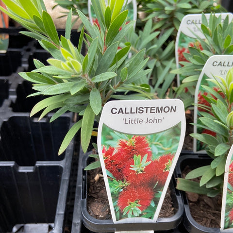 Callistemon viminalis 'Little John' 70mm