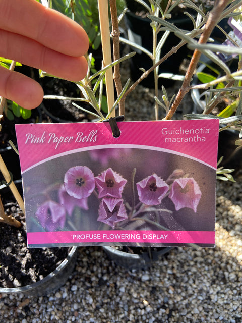 Guichenotia macrantha 140mm