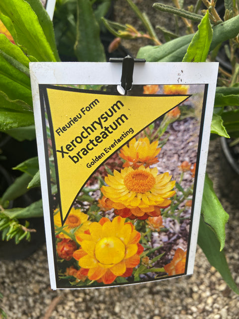 Xerochrysum 'Fleurieu Form' 140mm
