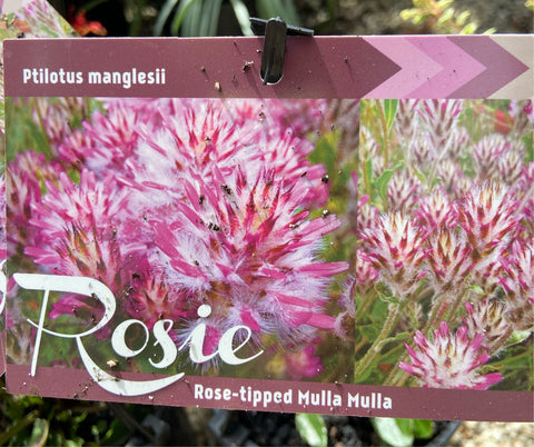 Ptilotus manglesii Rosie 140mm