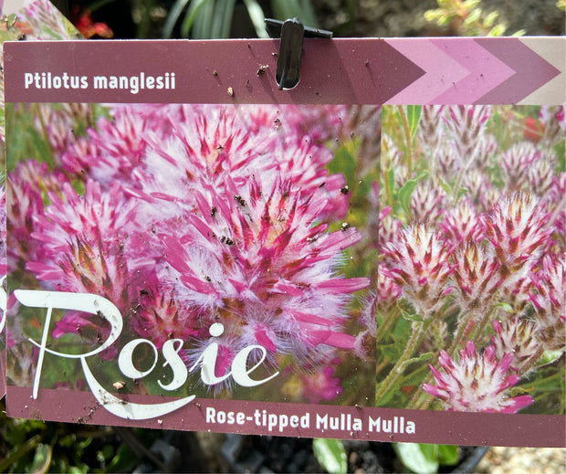 Ptilotus manglesii Rosie 140mm