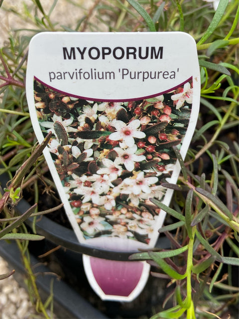 Myoporum parvifolium purpurea 140mm
