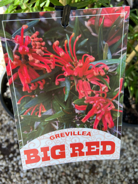 Grevillea 'Big Red' 140 mm
