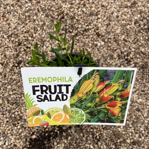 Eremophila Fruit Salad 140mm