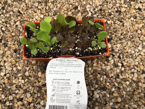 Lettuce ‘Baby Combo’ - Purtill
