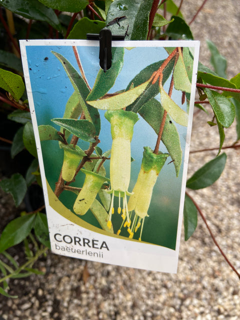 Correa Baeuerlenii 'Chef's Hat' 140mm