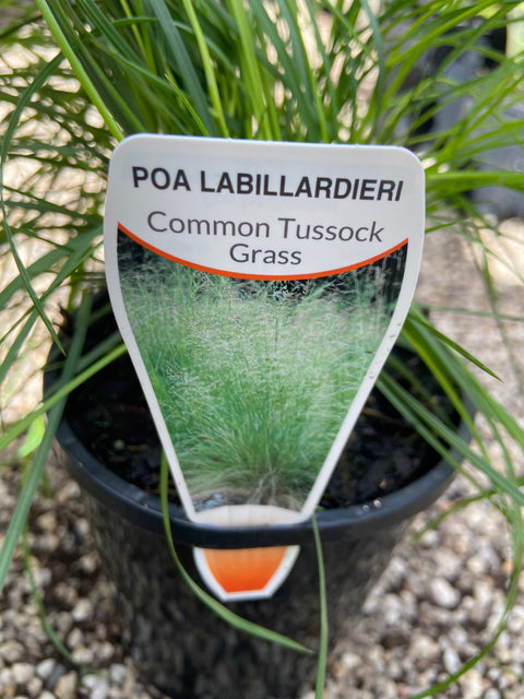 Poa Labillardieri 140mm