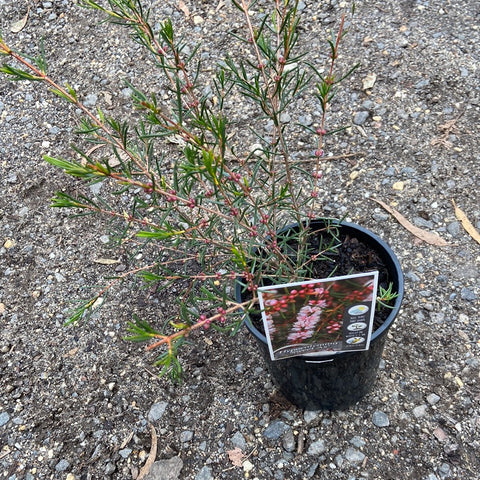 Hypocalymma ‘sweet as’ 140mm
