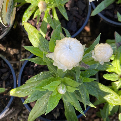 Bracteantha "Mohave white' 140mm