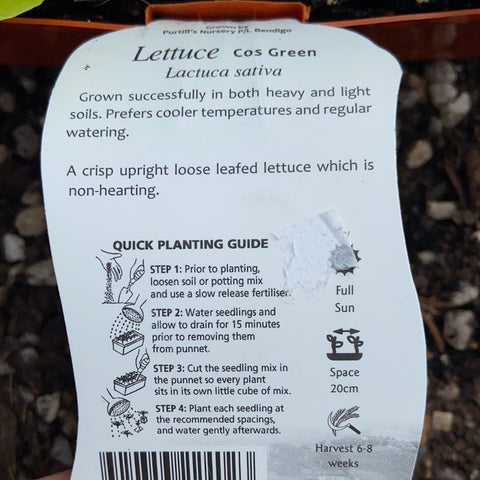 Lettuce ‘Cos Green’ - Purtill