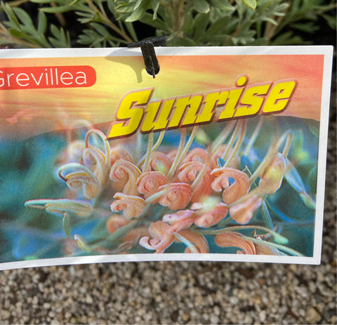 Grevillea Robin Sunrise 140mm