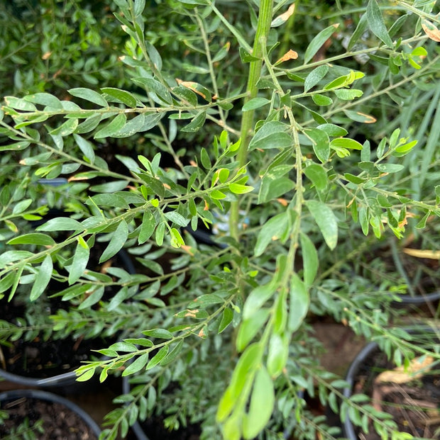 Acacia Howittii 'Sticky Wattle' 200mm