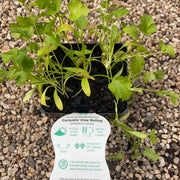 Coriander Slow Bolting - Scotsburn