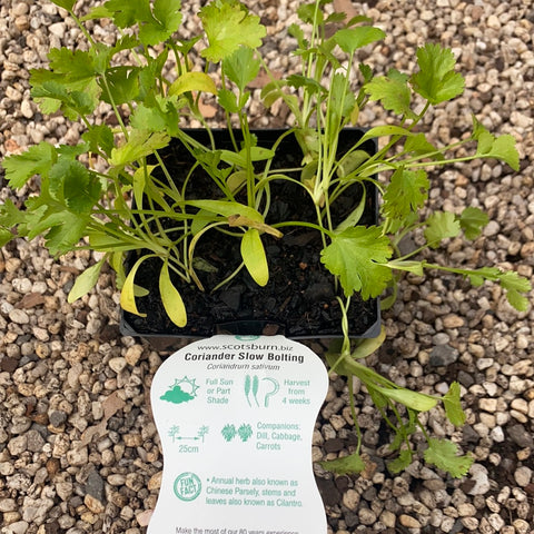 Coriander Slow Bolting - Scotsburn