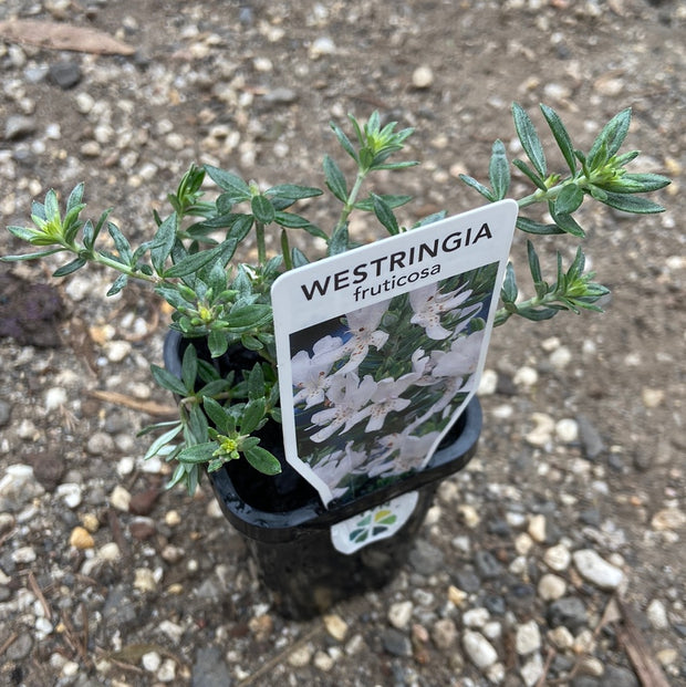 Westringia Fruiticosa 70mm tube