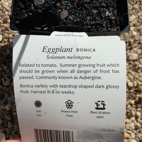 Eggplant Bonica ‘Maxi’