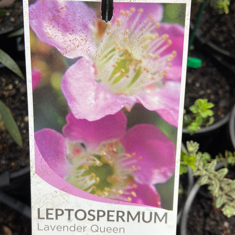 Leptospermum 'Lavender Queen' 140mm