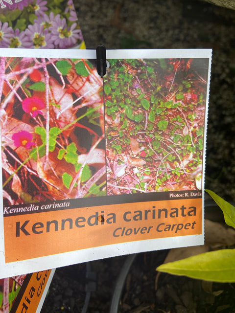 Kennedia carinata 140mm