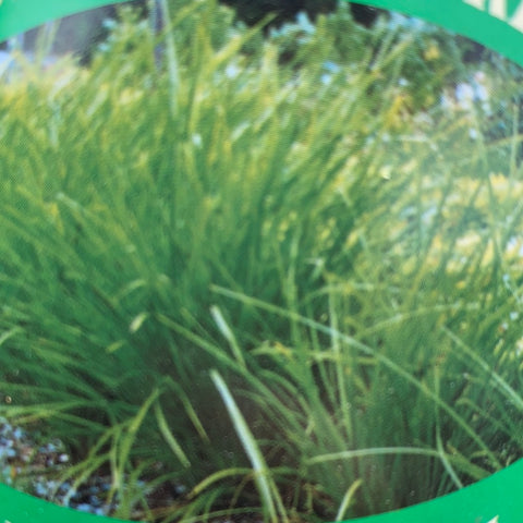 Lomandra Little Pal 140mm