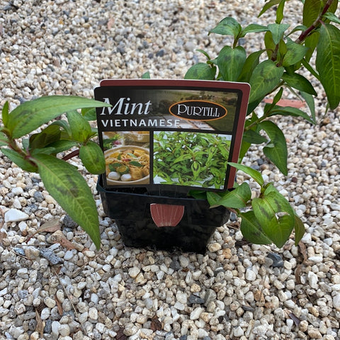 Mint ‘Vietnamese’ - Purtill maxi