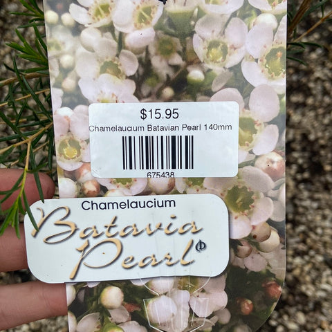 Chamelaucium Batavian Pearl 140mm