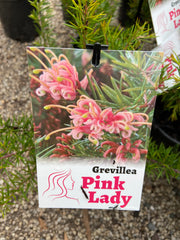 Grevillea Prostrate Pink Lady 140mm