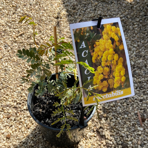 Acacia spectibles 140mm