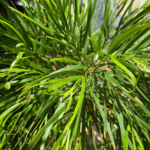 Acacia cognata dwarf 'Mini Cog' 200mm