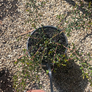 Leptospermum Cherish 140mm