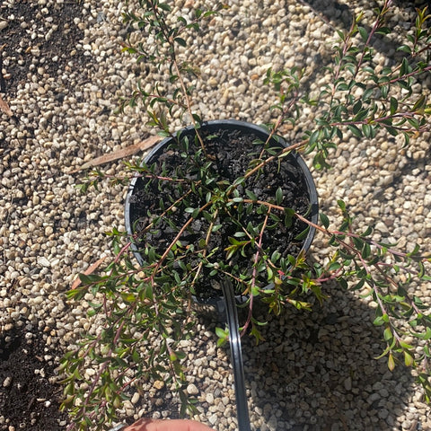 Leptospermum Cherish 140mm