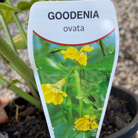 Goodenia Ovata 200mm