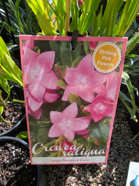 Crowea 'Lg Flowered Form' 90mm SQ.Pot