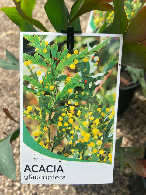 Acacia Glaucoptera 'Clay Wattle' Dwarf  140mm