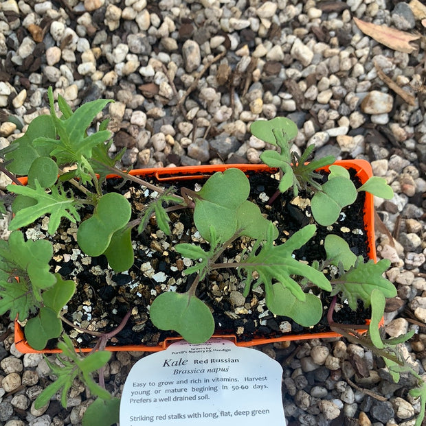 Kale ‘Red Russian’ - purtill