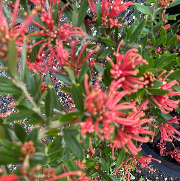 Grevillea 'Red Robin' 140mm