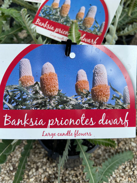 Banksia Prionotes Dwarf 140mm