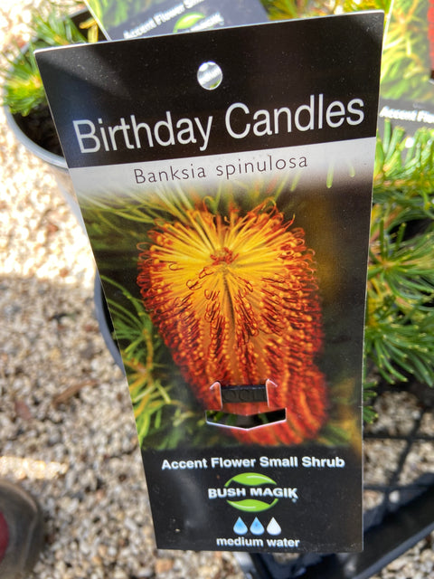 Banksia 'Birthday Candles' 180mm