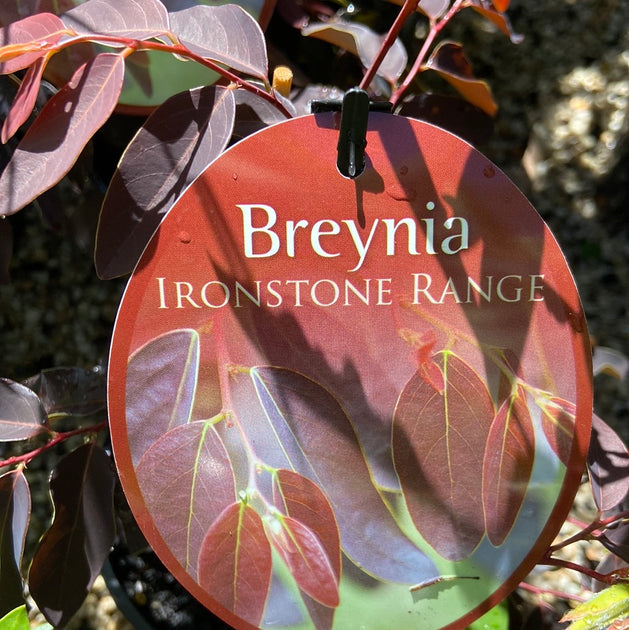 Breynia Ironstone Range 140mm Great Ocean Road Nursery ABN 61907322965