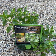 Marjoram maxi Purtill
