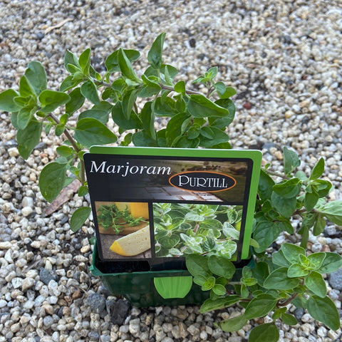 Marjoram maxi Purtill