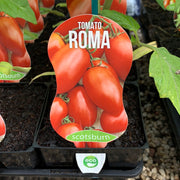 Tomato ‘Roma’ maxi - Scotsburn
