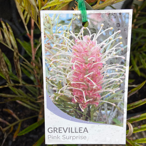 Grevillea Pink Surprise 250mm