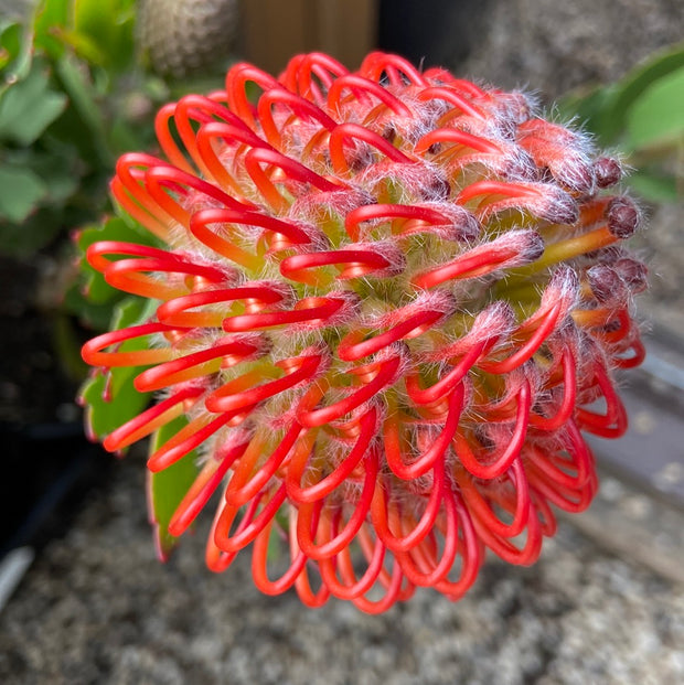Leucospermum carnival Crimson 140mm