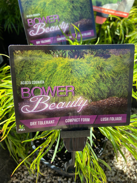 Acacia Cognata 'Bower Beauty' 140mm