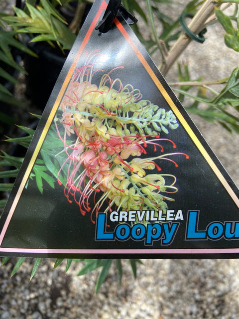 Grevillea 'Loopy Lou' 140mm