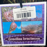 Grevillea bracteosa 140mm