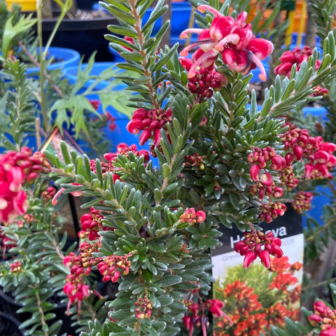 Grevillea Hot Lava Tube