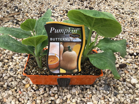 Pumpkin ‘Butternut’ - Purtill